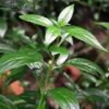 Organic Hybrid Plant